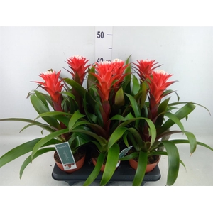 Guzmania  'Hope'