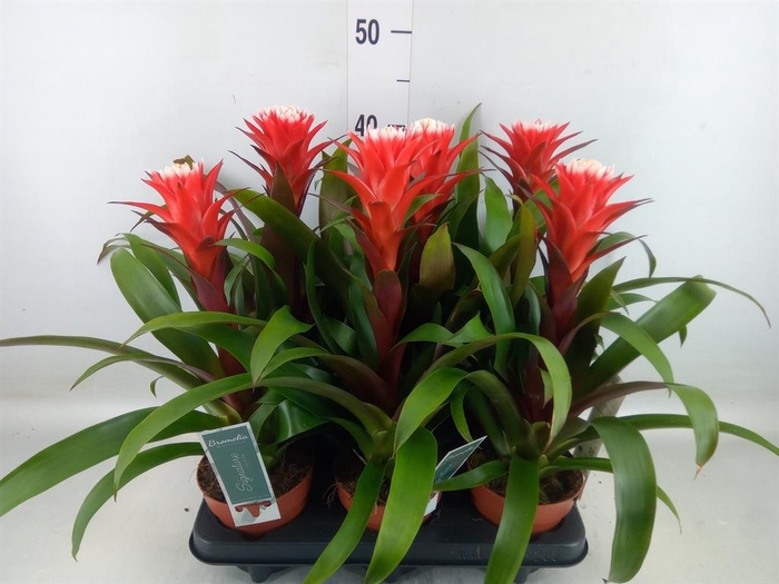 <h4>Guzmania  'Hope'</h4>