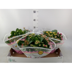 Kalanchoe blos.   ..rosebud mix/pot