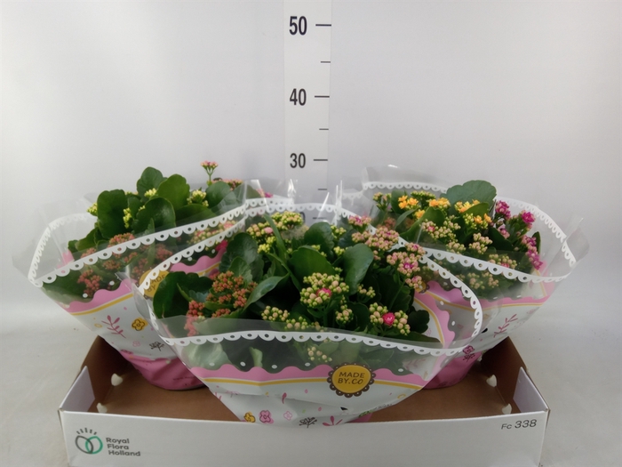 <h4>Kalanchoe blos.   ..rosebud mix/pot</h4>