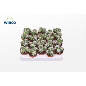 Echinopsis Subdenudata (group)