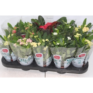 EUPHORBIA MILII MILIIANA P11