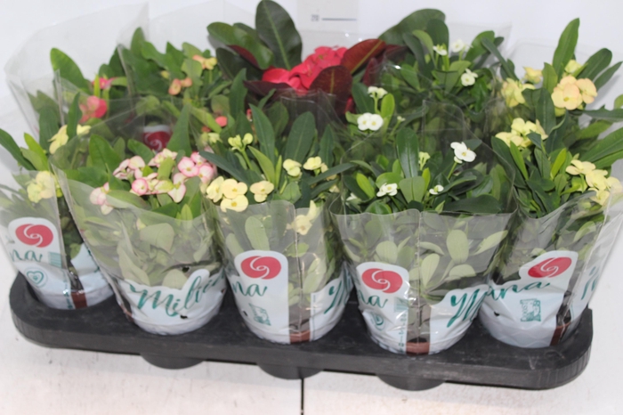 EUPHORBIA MILII MILIIANA P11