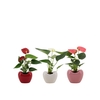 Anthurium 6 cm 3 color mix in Paris ceramics