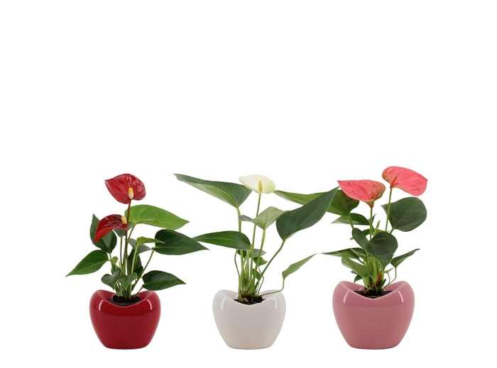 Anthurium 6 cm 3 color mix in Paris ceramics