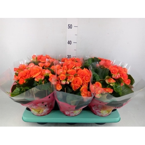 Begonia elat. DU 'Reina'