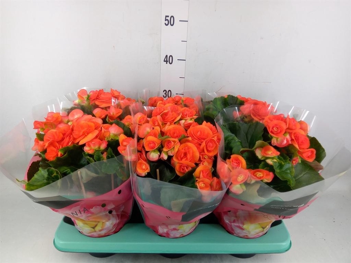 <h4>Begonia elat. DU 'Reina'</h4>