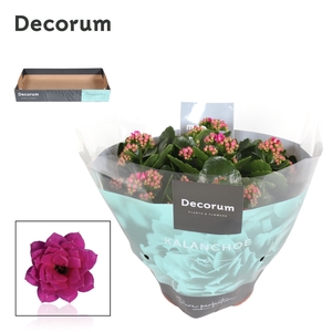 Kalanchoe Decorum - Purple