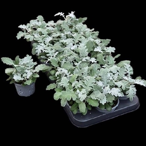 Jacobaea Maritima