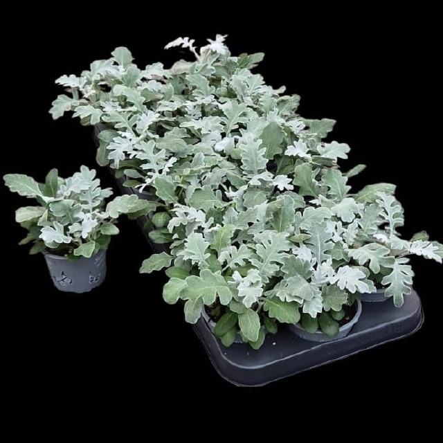 <h4>JACOBAEA MARITIMA</h4>