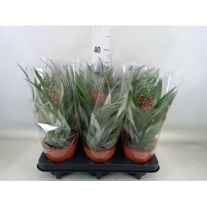 Ananas  'Rosita'