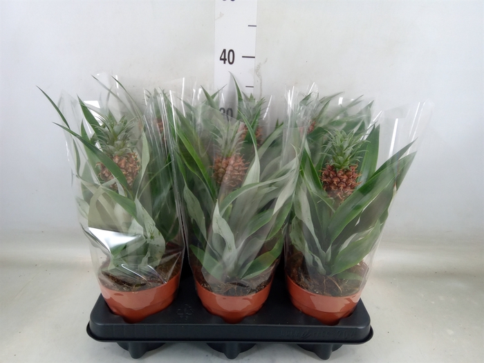 <h4>Ananas  'Rosita'</h4>