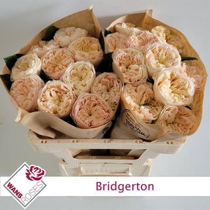 Rosa Garden Bridgerton