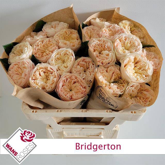 Rosa Garden Bridgerton