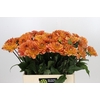 Dahlia Dr Phil