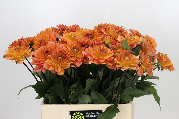Dahlia Dr Phil