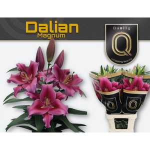 LI OT DALIAN MAGNUM 5+