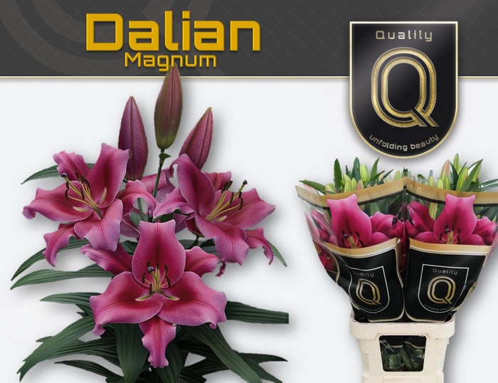 <h4>LI OT DALIAN MAGNUM 5+</h4>