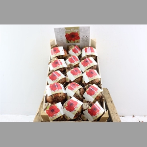 Hipp Dry Bulb Red In Wooden Crate
