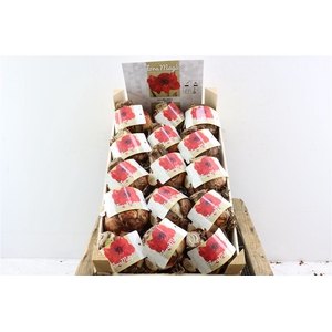 Hipp Dry Bulb Red In Wooden Crate