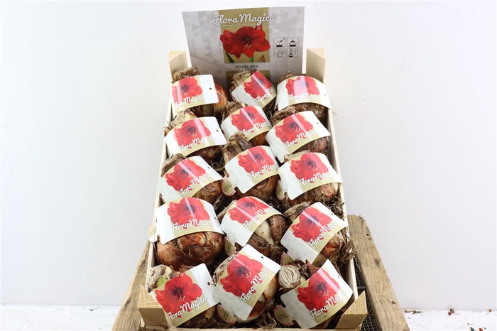 <h4>Hipp Dry Bulb Red In Wooden Crate</h4>