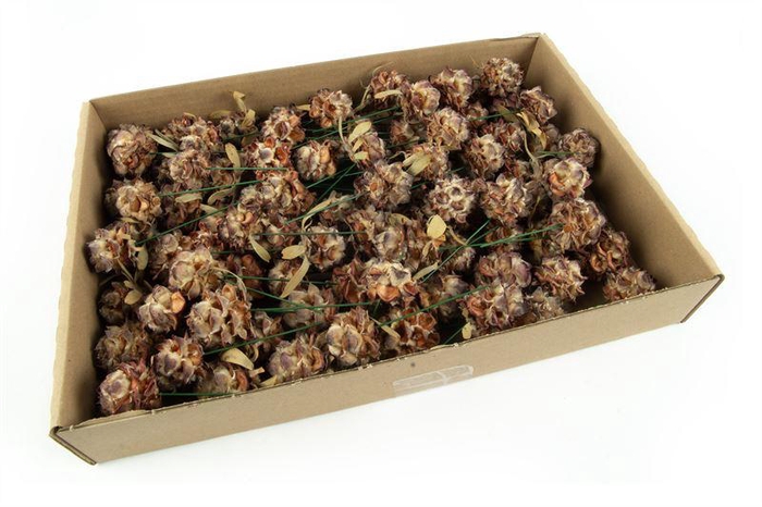 <h4>Leucadendron pubescens op draad nat</h4>