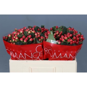 HYP TRUE ROMANCE