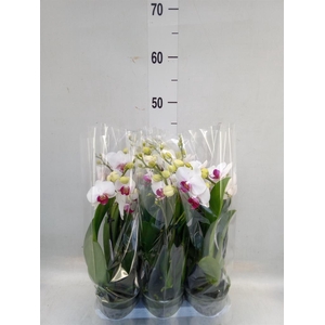 Phalaenopsis multi. 'FC Safe Haven'