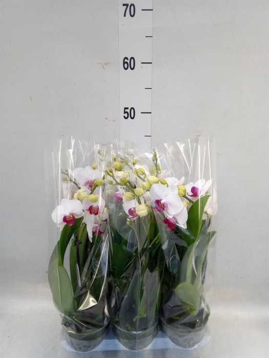 <h4>Phalaenopsis multi. 'FC Safe Haven'</h4>
