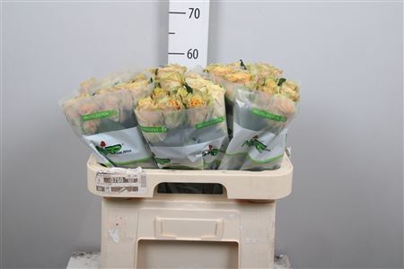 <h4>R Gr Caram Macchiato</h4>