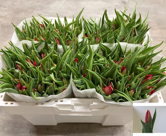 <h4>TU EN CHEIROSA</h4>