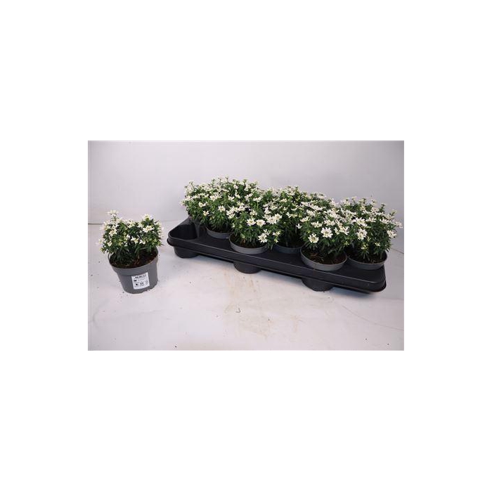 <h4>Iber Sempervirens</h4>