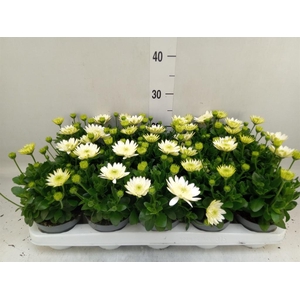 Osteospermum  '3D White'