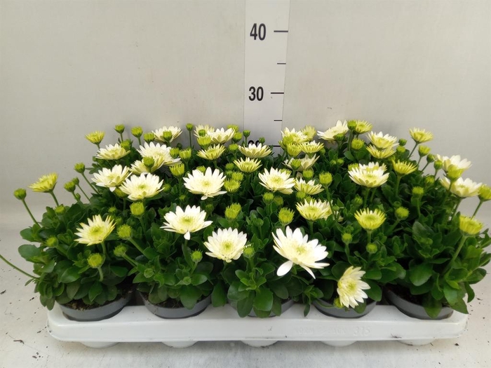 <h4>Osteospermum  '3D White'</h4>