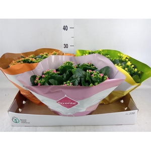 Kalanchoe blos.   ..mix 4