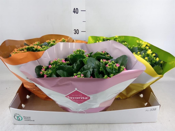 <h4>Kalanchoe blos.   ..mix 4</h4>