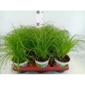 Cyperus alternifolius 'Zumula'