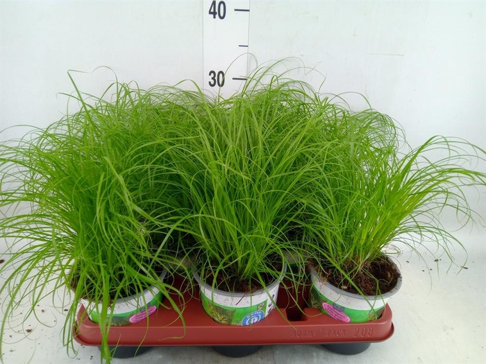 <h4>Cyperus alternifolius 'Zumula'</h4>