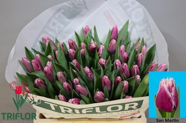 <h4>TU FR SAN MARTIN</h4>