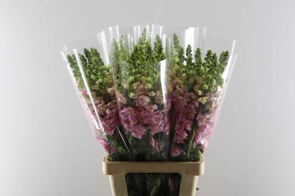 <h4>Antir Poto Pink</h4>