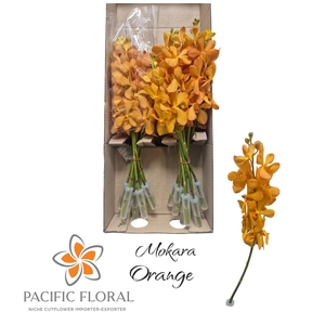 Xmokara Orange Pacific