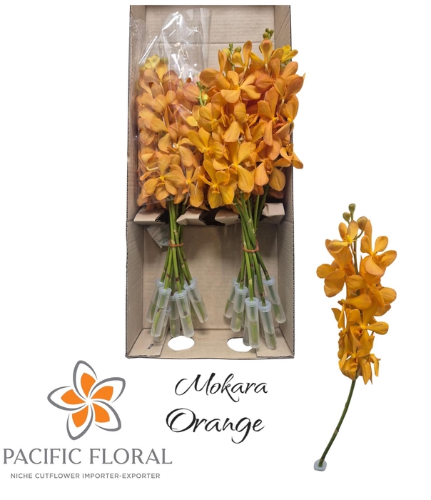 <h4>Xmokara Orange Pacific</h4>