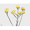 Limonium St Crystal Yellow