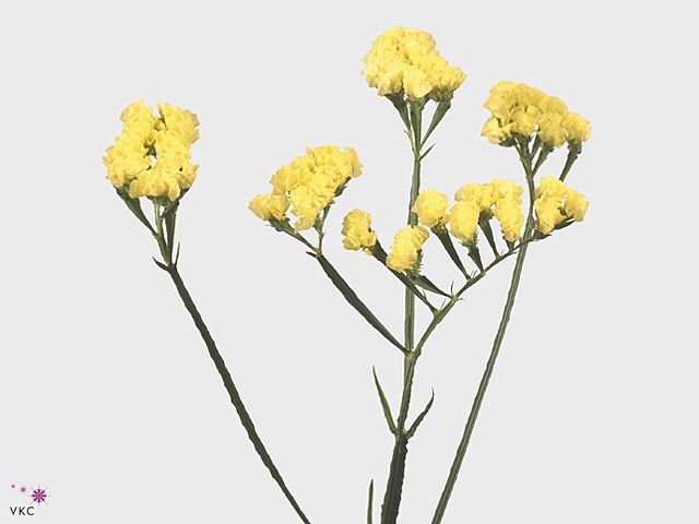Limonium St Crystal Yellow
