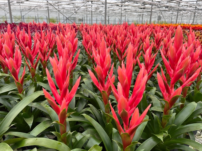 Tillandsia Ziva Luxe Keramiek (Decorum)