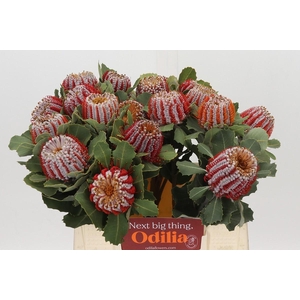 Banksia Coccinea
