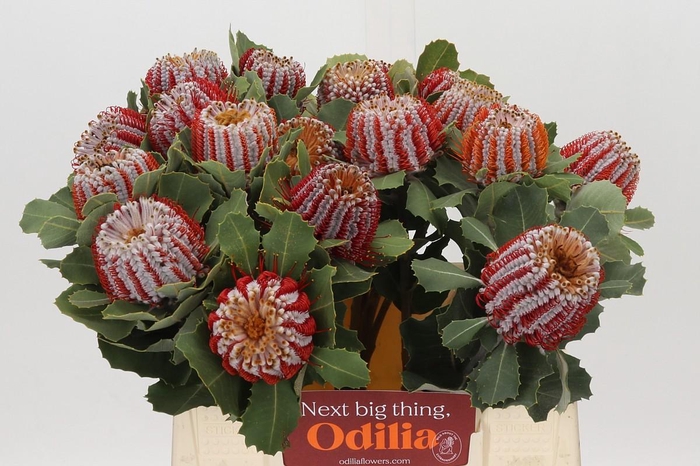 <h4>Banksia Coccinea</h4>