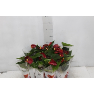 ANTHURIUM P06 VERMELHO