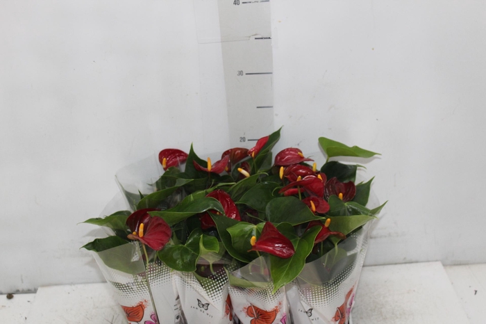 <h4>ANTHURIUM P06 VERMELHO</h4>