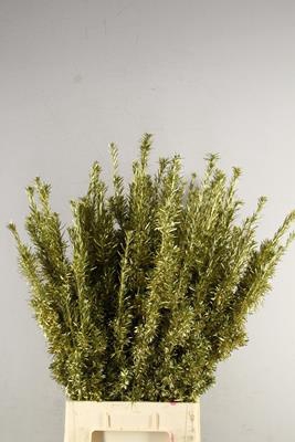 <h4>Taxus Gold</h4>